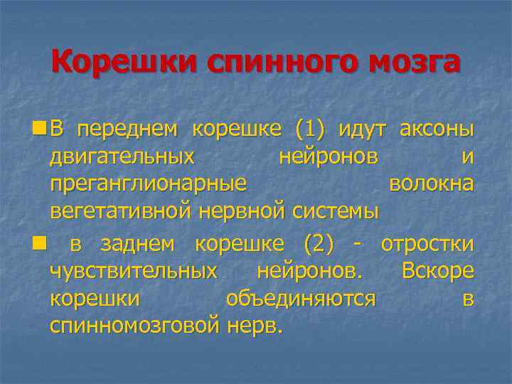 Корешки спинного мозга n В переднем корешке (1) идут аксоны двигательных нейронов и преганглионарные