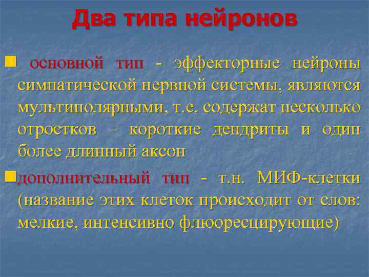 Два типа нейронов n основной тип - эффекторные нейроны симпатической нервной системы, являются мультиполярными,