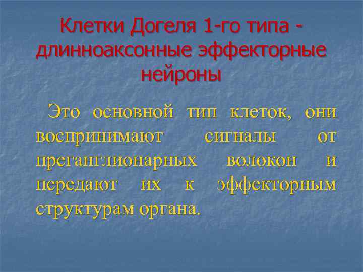 Клетки Догеля 1 -го типа - длинноаксонные эффекторные нейроны Это основной тип клеток, они