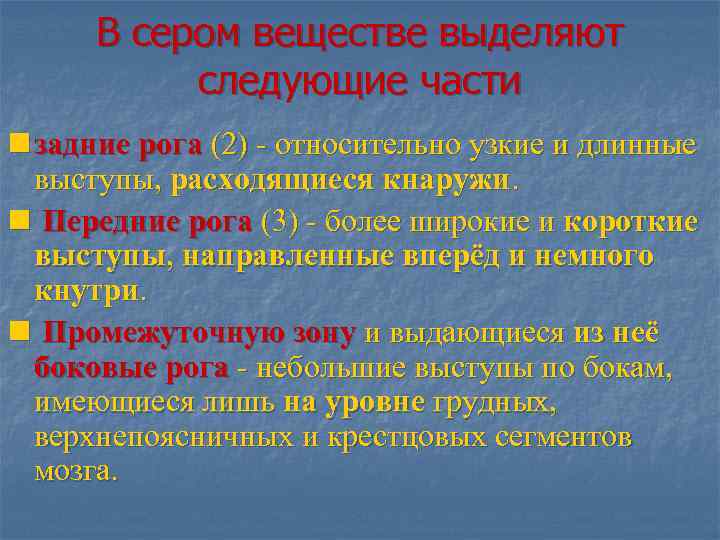 В сером веществе выделяют следующие части n задние рога (2) - относительно узкие и