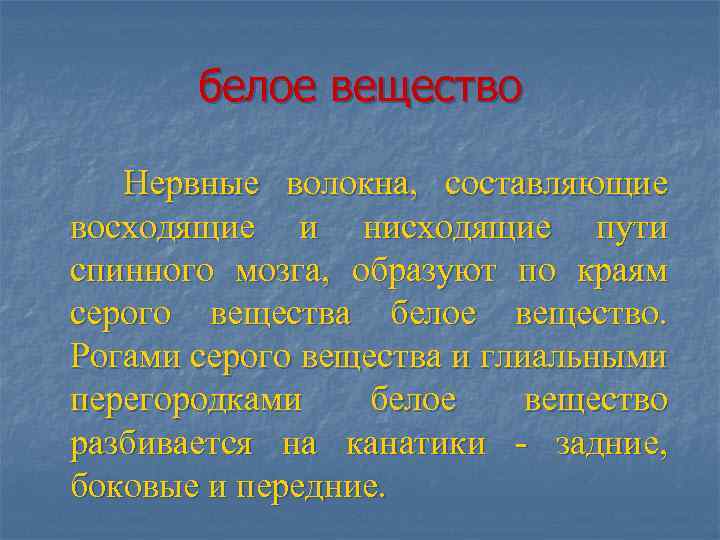 белое вещество Нервные волокна, составляющие восходящие и нисходящие пути спинного мозга, образуют по краям