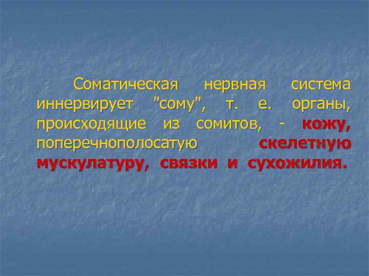  Соматическая нервная система иннервирует "сому", т. е. органы, происходящие из сомитов, - кожу,