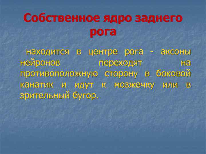 Собственное ядро заднего рога находится в центре рога - аксоны нейронов переходят на противоположную