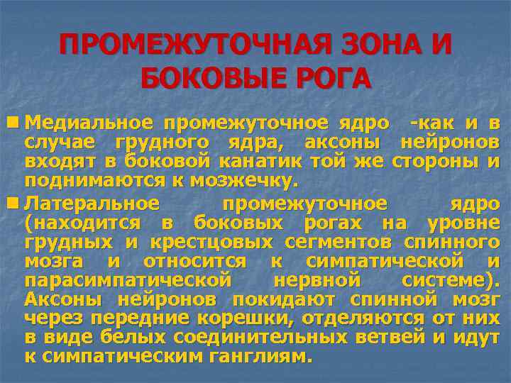 ПРОМЕЖУТОЧНАЯ ЗОНА И БОКОВЫЕ РОГА n Медиальное промежуточное ядро -как и в случае грудного