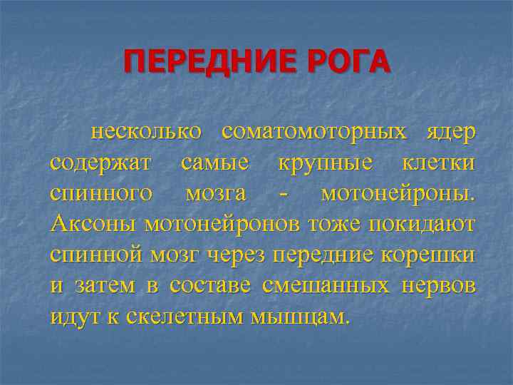 ПЕРЕДНИЕ РОГА несколько соматомоторных ядер содержат самые крупные клетки спинного мозга - мотонейроны. Аксоны
