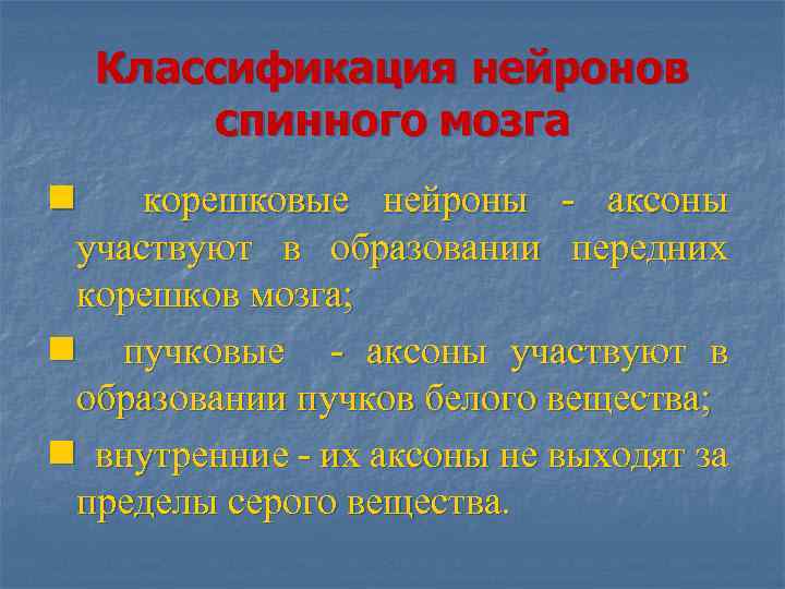 Классификация нейронов спинного мозга n корешковые нейроны - аксоны участвуют в образовании передних корешков