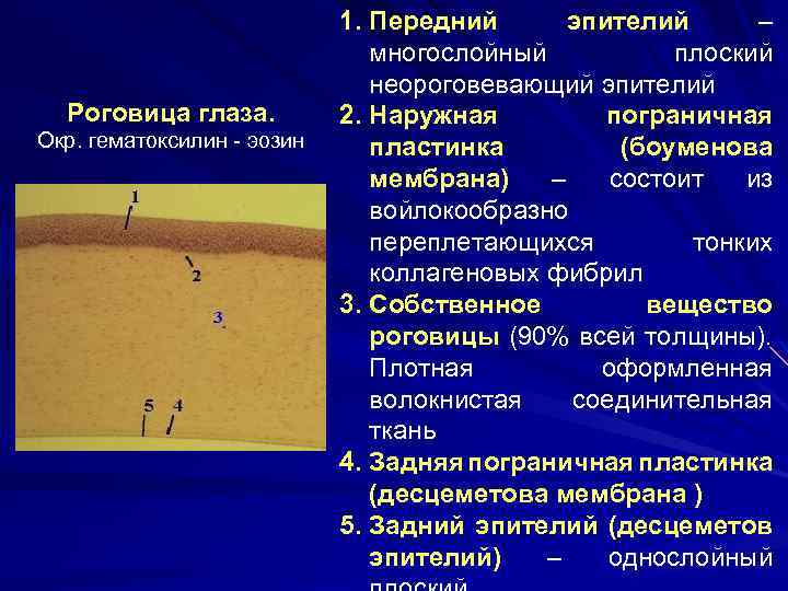 Роговица глаза. Окр. гематоксилин - эозин 1. Передний эпителий – многослойный плоский неороговевающий эпителий