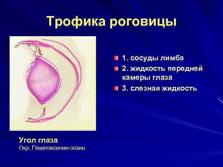 Трофика роговицы 1. сосуды лимба 2. жидкость передней камеры глаза 3. слезная жидкость Угол