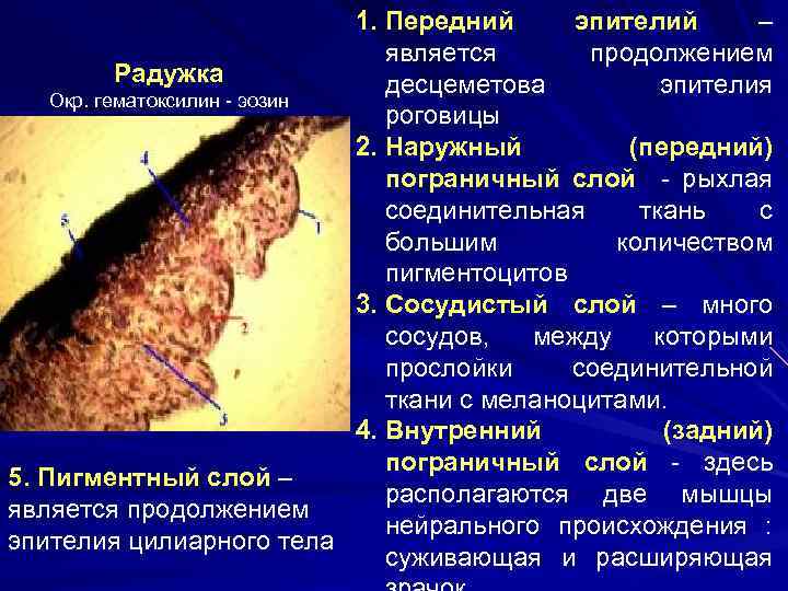 1. Передний эпителий – является продолжением Радужка десцеметова эпителия Окр. гематоксилин - эозин роговицы