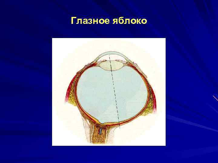Глазное яблоко 