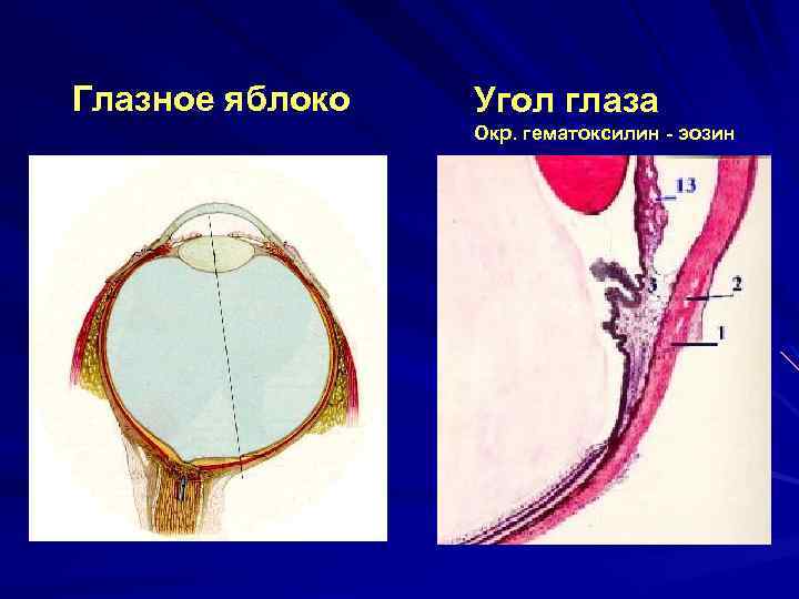 Глазное яблоко Угол глаза Окр. гематоксилин - эозин 