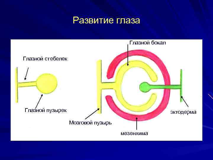 Развитие глаза Глазной бокал Глазной стебелек Глазной пузырек эктодерма Мозговой пузырь мезенхима 