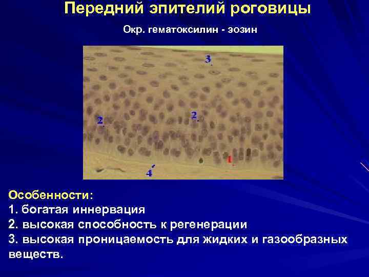 Передний эпителий роговицы Окр. гематоксилин - эозин Особенности: 1. богатая иннервация 2. высокая способность