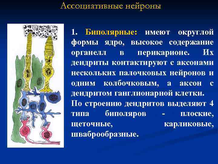 Ассоциативные нейроны 1. Биполярные: имеют округлой формы ядро, высокое содержание органелл в перикарионе. Их