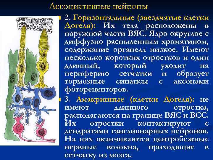 Ассоциативные нейроны n n 2. Горизонтальные (звездчатые клетки Догеля): Их тела расположены в наружной