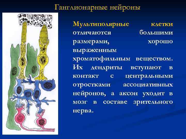 Ганглионарные нейроны Мультиполярные клетки отличаются большими размерами, хорошо выраженным хроматофильным веществом. Их дендриты вступают