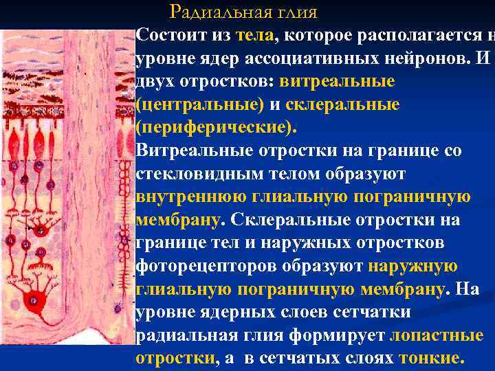 Радиальная глия Состоит из тела, которое располагается н уровне ядер ассоциативных нейронов. И двух