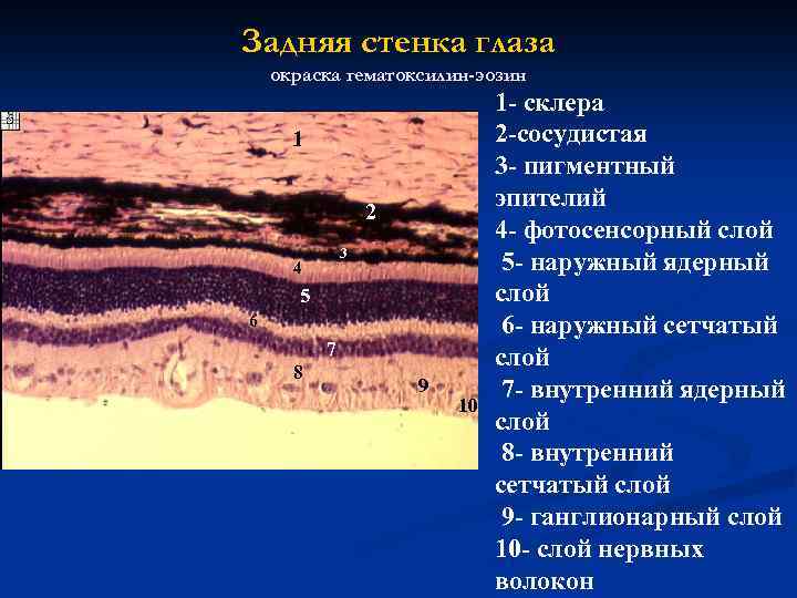 Передняя стенка глаза