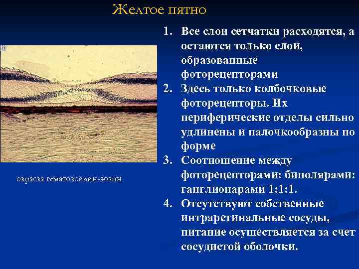 Желтое пятно окраска гематоксилин-эозин 1. Все слои сетчатки расходятся, а остаются только слои, образованные