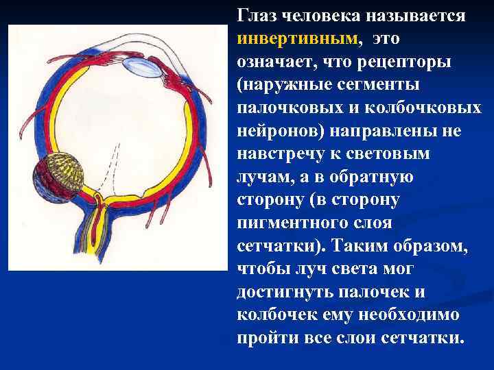 Глаз человека называется инвертивным, это означает, что рецепторы (наружные сегменты палочковых и колбочковых нейронов)