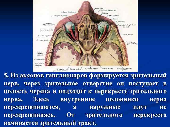 5. Из аксонов ганглионаров формируется зрительный нерв, через зрительное отверстие он поступает в полость