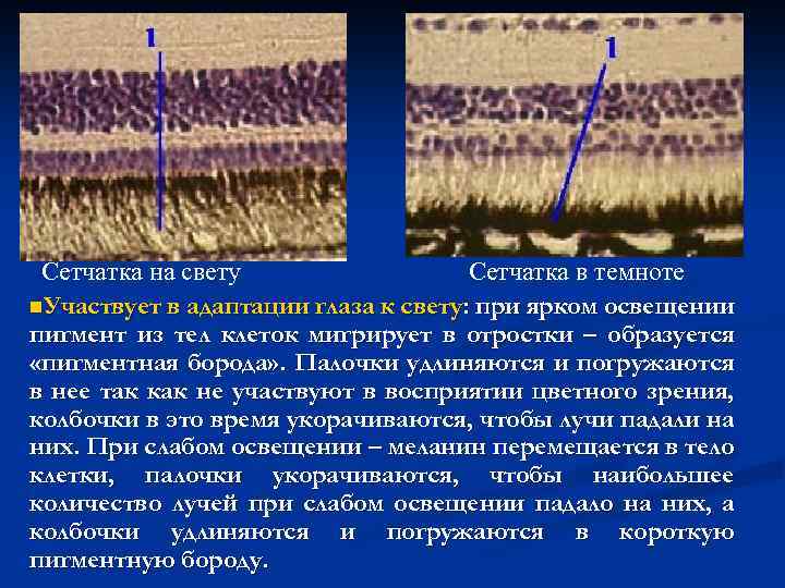 Сетчатка на свету Сетчатка в темноте n. Участвует в адаптации глаза к свету: при