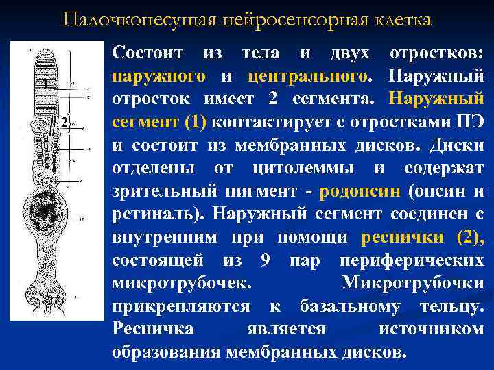 Палочконесущая нейросенсорная клетка 1 2 Состоит из тела и двух отростков: наружного и центрального.
