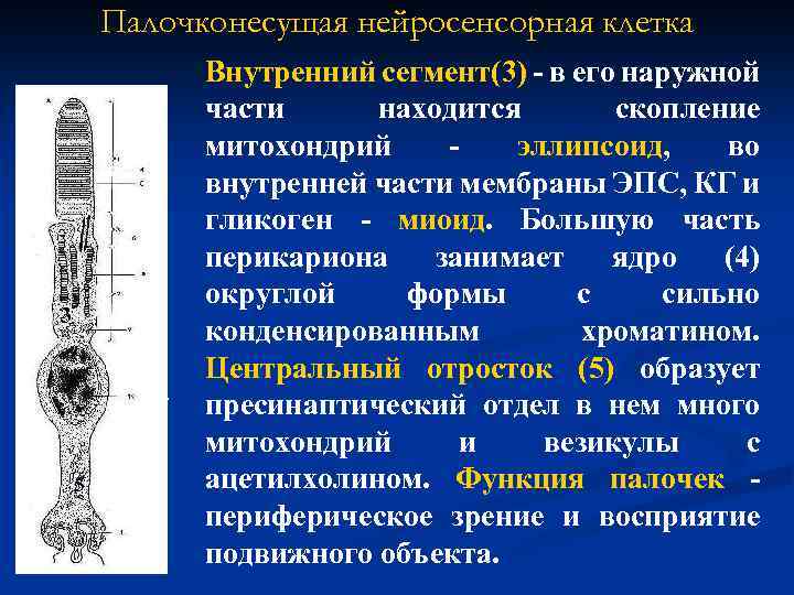 Палочконесущая нейросенсорная клетка 3 4 5 Внутренний сегмент(3) - в его наружной части находится