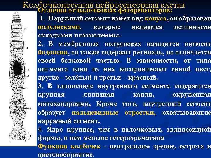 Колбочконесущая нейросенсорная клетка Отличия от палочковых фоторецепторов: 1. Наружный сегмент имеет вид конуса, он