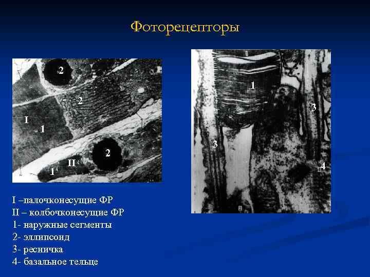 Фоторецепторы 2 1 2 I 3 1 1 II 2 I –палочконесущие ФР II