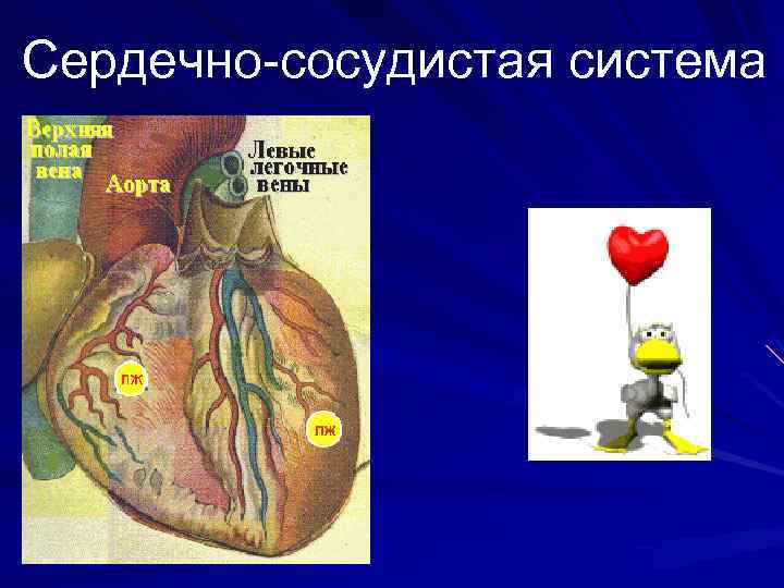 Сердечно сосудистая система 