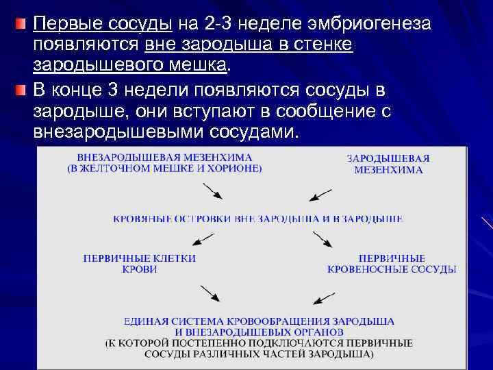 Первые сосуды на 2 3 неделе эмбриогенеза появляются вне зародыша в стенке зародышевого мешка.