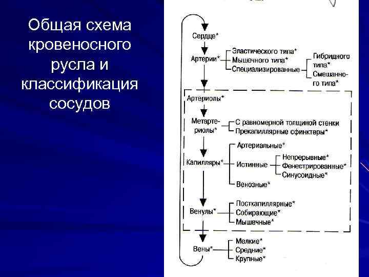 Общая схема кровеносного русла и классификация сосудов 