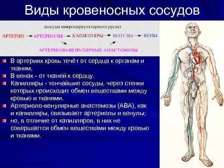 Виды кровеносных сосудов В артериях кровь течёт от сердца к органам и тканям, В