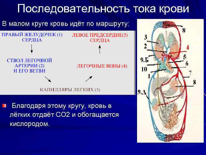 Последовательность прохождения крови по большому кругу кровообращения схема