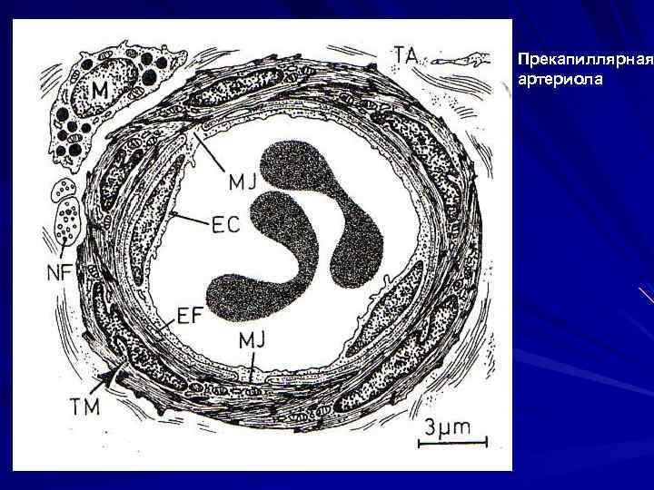 Прекапиллярная артериола 