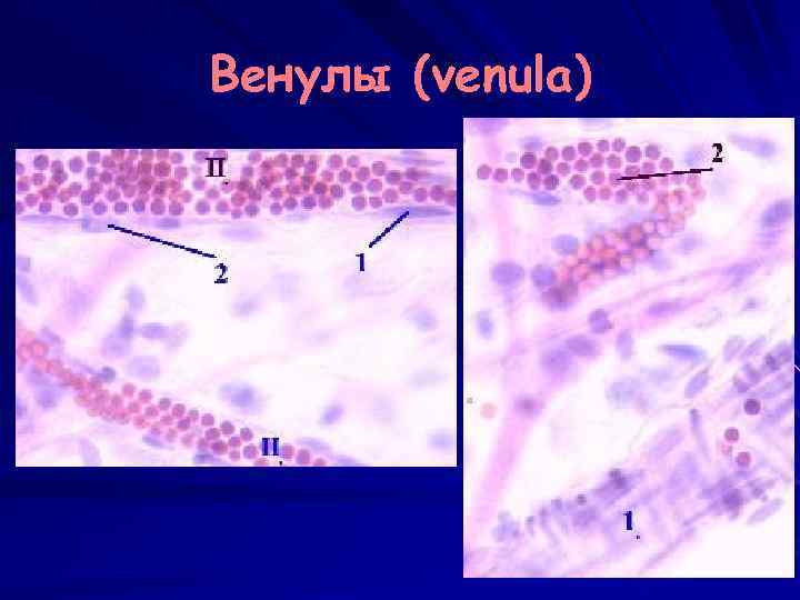 Венулы (venula) 