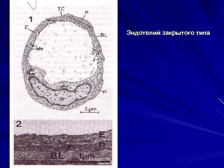 Эндотелий закрытого типа 