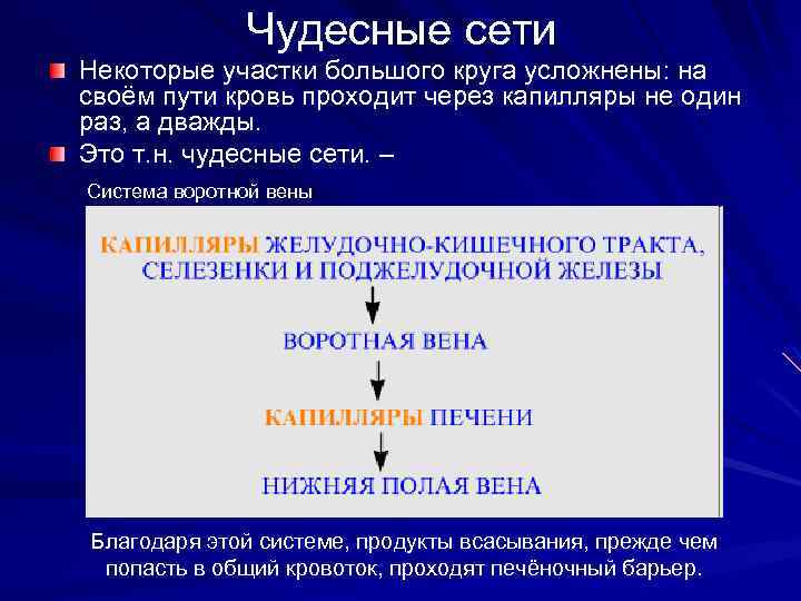Чудесные сети Некоторые участки большого круга усложнены: на своём пути кровь проходит через капилляры