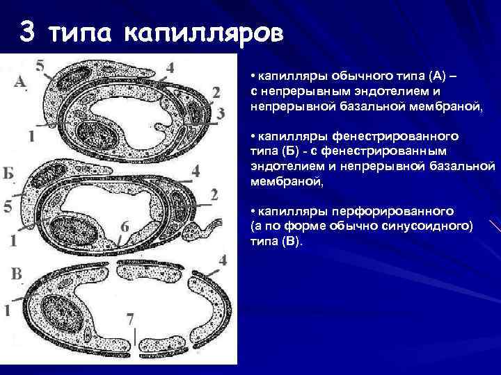 В составе стенки капилляра соматического типа определяются