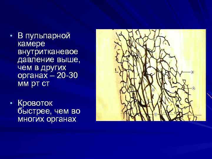  • В пульпарной камере внутритканевое давление выше, чем в других органах – 20
