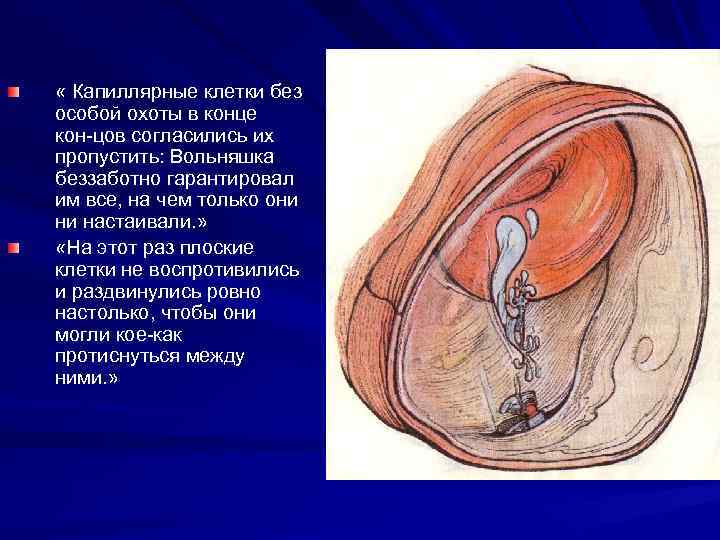  « Капиллярные клетки без особой охоты в конце кон цов согласились их пропустить: