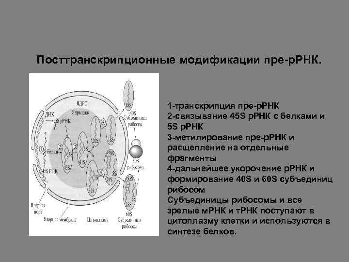 Посттранскрипционные модификации пре-р. РНК. 1 -транскрипция пре-р. РНК 2 -связывание 45 S р. РНК