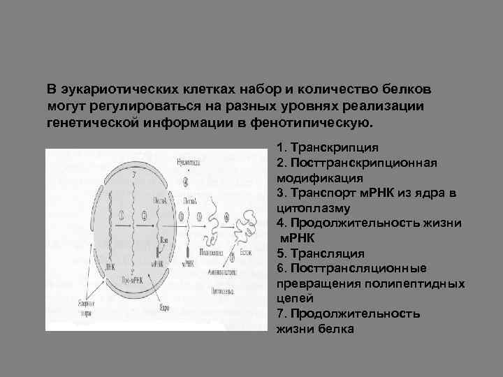 В эукариотических клетках набор и количество белков могут регулироваться на разных уровнях реализации генетической