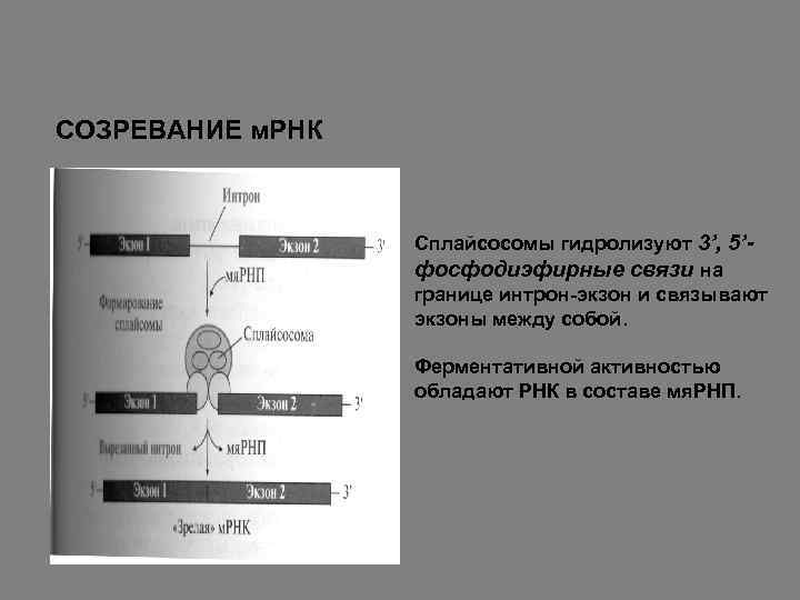 3 созревания рнк. Схема созревания пре-МРНК. МРНК. Созревание РНК. Созревание МРНК.