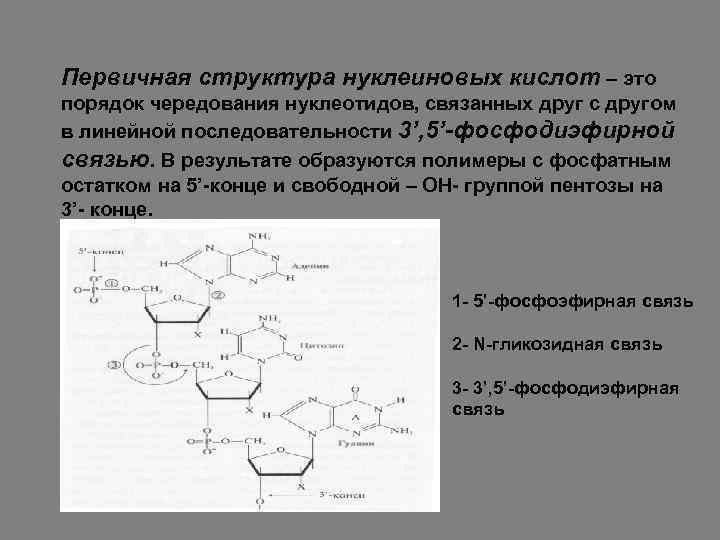 Первичная структура нуклеиновых кислот – это порядок чередования нуклеотидов, связанных друг с другом в