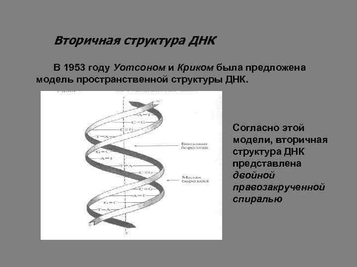 Вторичная структура ДНК В 1953 году Уотсоном и Криком была предложена модель пространственной структуры