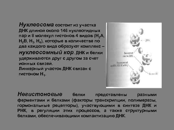 Каждый нуклеотида молекулы днк образуют. Нуклеосому образует участок молекулы ДНК, состоящий из. Нуклеосома состоит из. Строение нуклеосомы. Нуклеосомная структура ДНК.