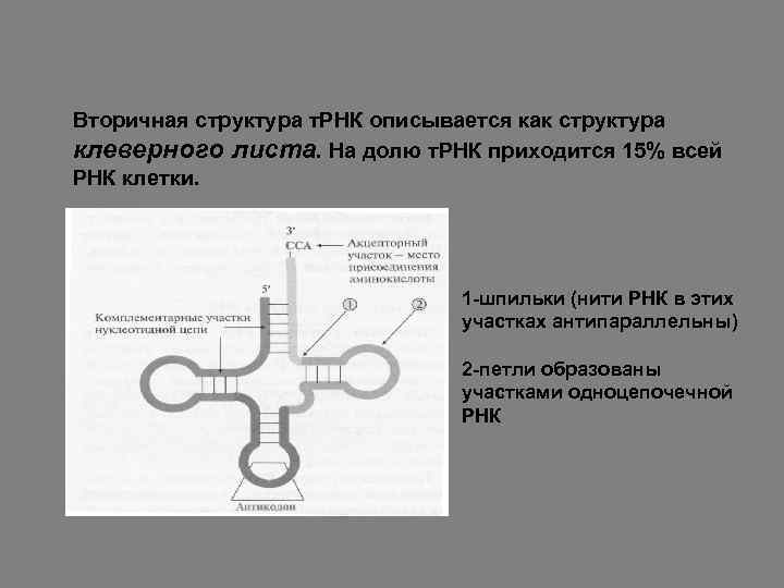 Вторичная структура т. РНК описывается как структура клеверного листа. На долю т. РНК приходится