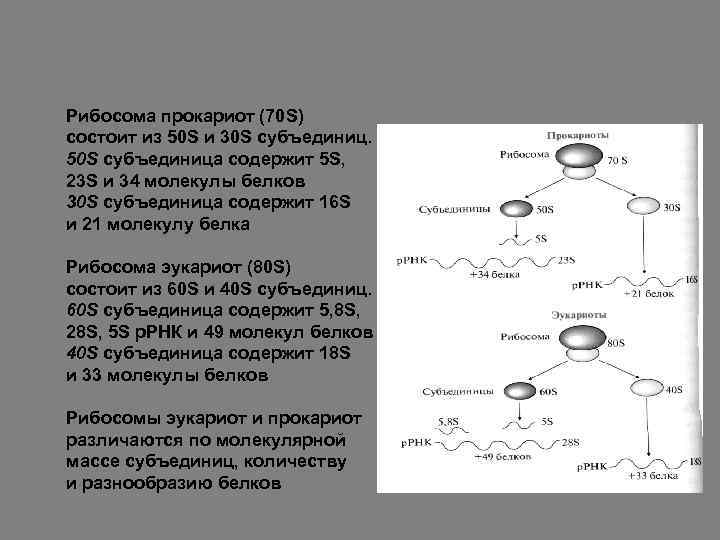 Типы рибосом эукариот